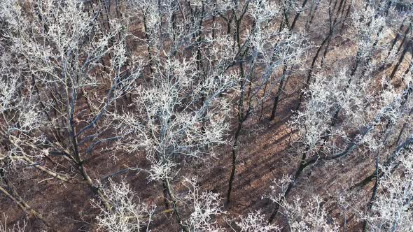 Frozen forest at winter. Aerial view of forest landscape in winter season