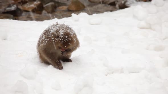 Snow Monkey in Hot Spring