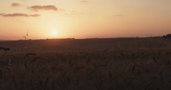 Young boy stands in a golden wheat field looking into the sunset