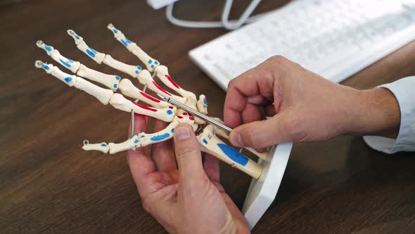 Skeleton model of a hand. Specialist showing the work of hand joints by a pen on artificial model.