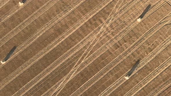 Aerial View Rolls Haystacks Straw on Field Harvesting Wheat