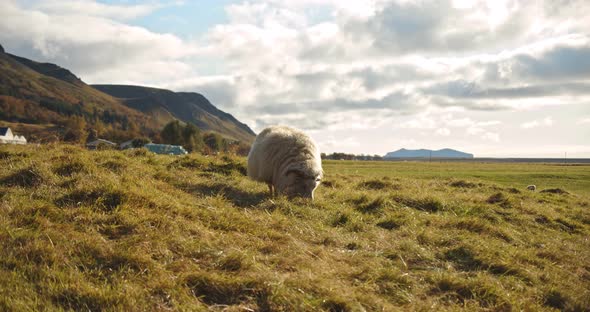 Sheep Eating Greenery in Iceland in Mountain