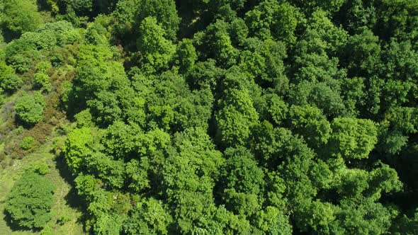 Forest Aerial