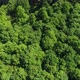 Forest Aerial - VideoHive Item for Sale