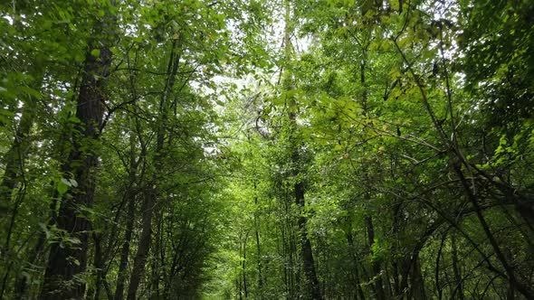 Natural Landscape in the Forest During the Day