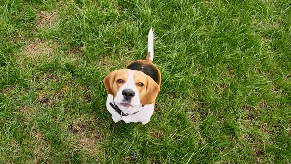 Dog Beagle Sitting at Grass in a Green Park and Barks