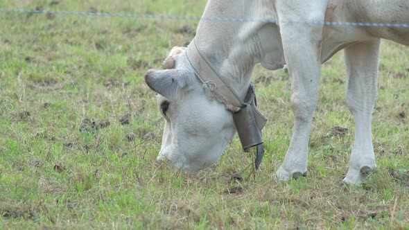 Cow Close Up Grazing Farming in Rural Field