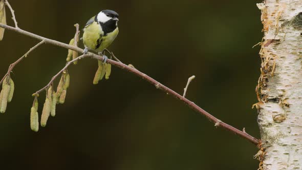 Agile great tit lands on thin branch in woods; shallow focus static