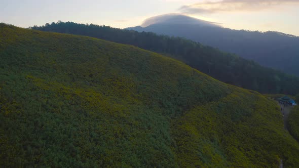 Aerial view of tree Marigold or yellow flowers in national garden park and mountain hills