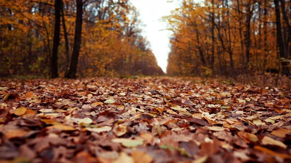 Autumn Nature in the Forest. Camera Moving Forward Through Falling Orange Leaves on Ground. Gimbal