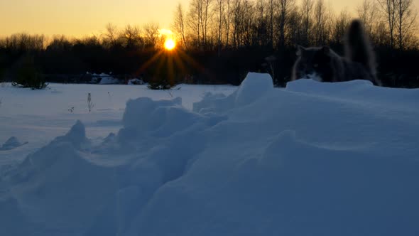 Gray Cat Walking in the Snow at Sunset Overcomes the Snowy Mountain