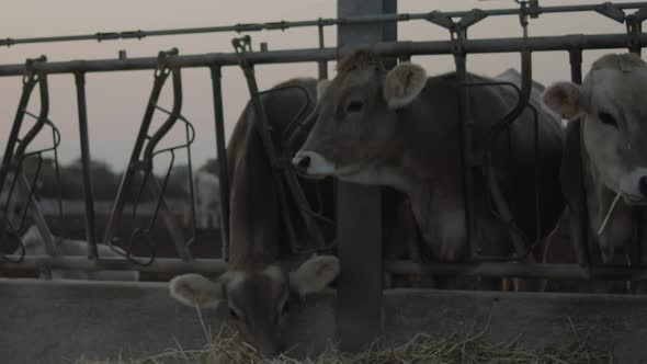 free grazing cows and breeding in the Italian plain in Puglia