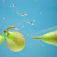 Yellow Pears Floats in Water - VideoHive Item for Sale