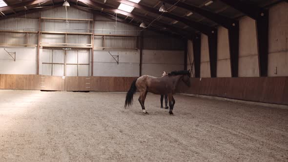 Young Woman And Horse Moving Around Paddock