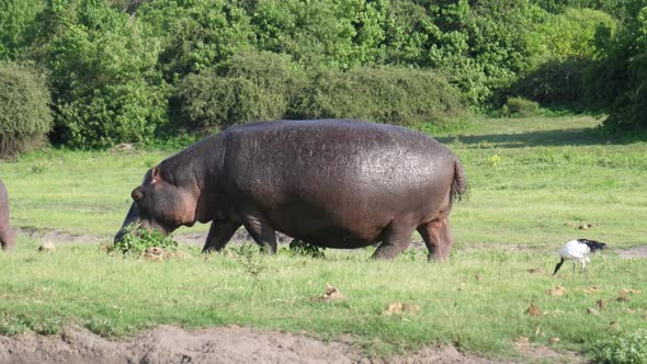 Baby Hippo with his mom grazing 