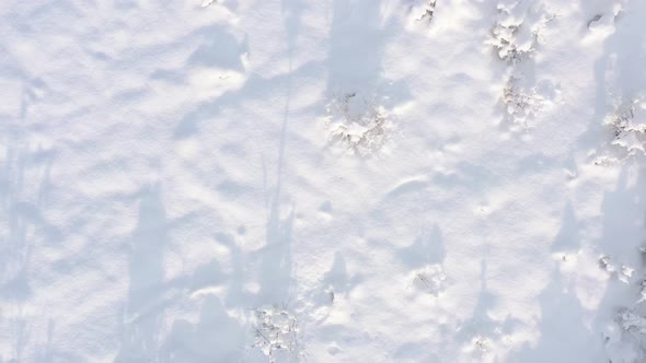 Ascending above the snowed woods 4K aerial video