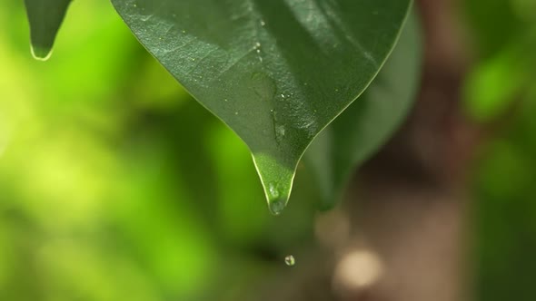 Water Drops on a Leaf 53