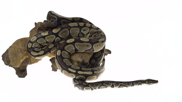 Royal Python or Python Regius on Wooden Snag in Studio Against a White Background.