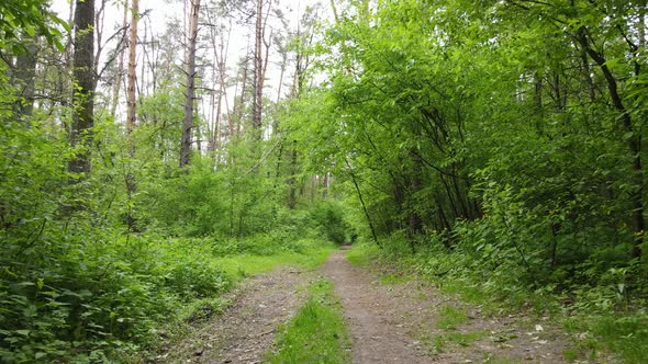 Wild Forest Landscape on a Summer Day