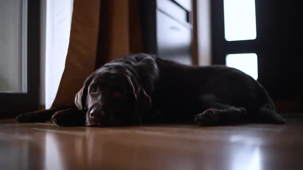 a brown labrador retriever is lying on the floor in the hallway and is bored. General plan