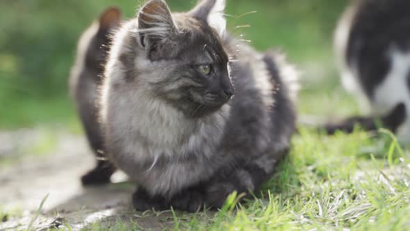 Lovely Fluffy Cat on Natural Background.