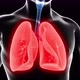 Human Respiratory System - VideoHive Item for Sale