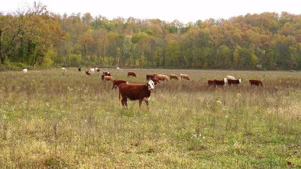Cows Graze on Pasture in Autumn