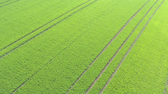 Field of wheat by early morning sun 4K drone footage