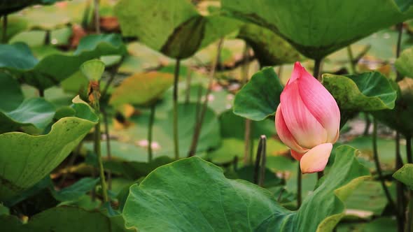 Pink lotus bud swaying among green leaves in slow motion