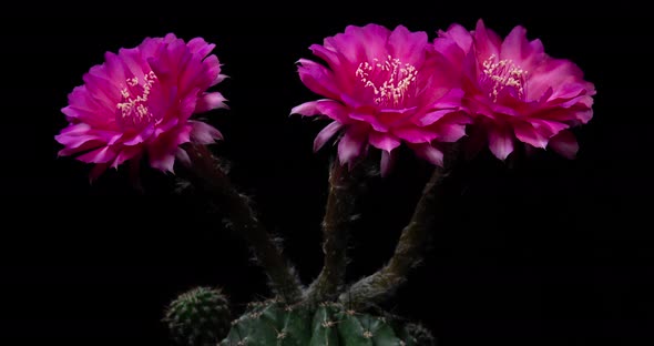 Pink Colorful Flowers Timelapse of Blooming Echinopsis Cactus Opening