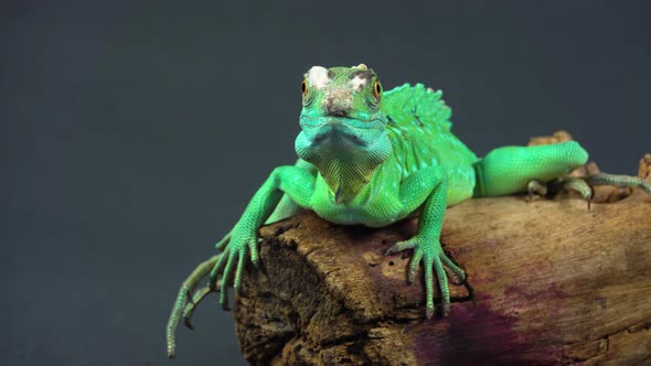 Helmet-bearing Basilisk Sitting on Wooden Snag at Black Background. Close Up