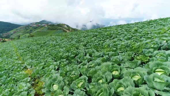 Scenic Drone Footage Of Cabbage Plantation With Foggy Weather In Background