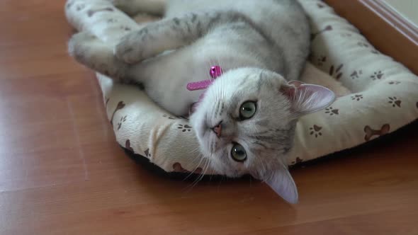 Cute Scottish Cat Lying On Pet Bed