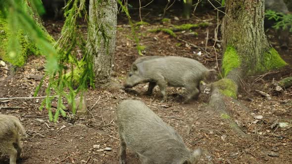 Funny Animals  a Small Wild Boar Scratching an Ass About a Tree