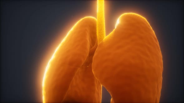 3d Animation of Human Lungs alt