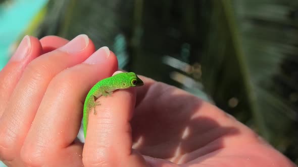 Giant Day Gecko