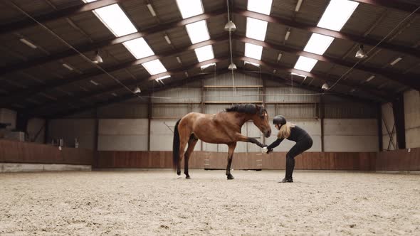 Woman Stretching Out The Forelegs Of A Horse