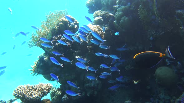 Large shoal of bright blue stripped tropical fish in the ocean near coral reef.