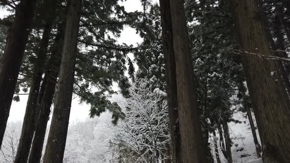 Snow Falling In Winter Forest