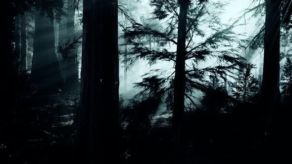 Black Tree Trunk in a Dark Pine Tree Forest