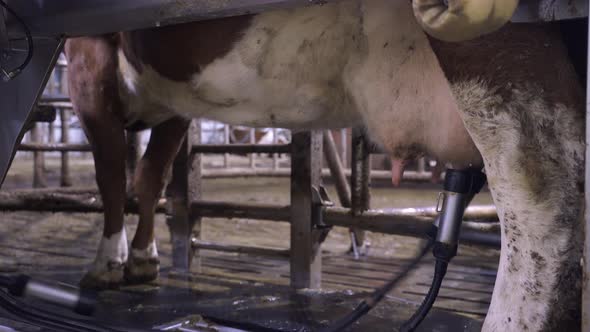 Automated Milking Of A Cow In A Dairy Farm With A Robotic Machine, close up