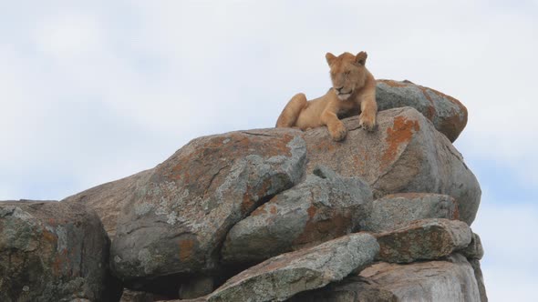 Male Lions on the rocks in Serengeti National Park Tanzania