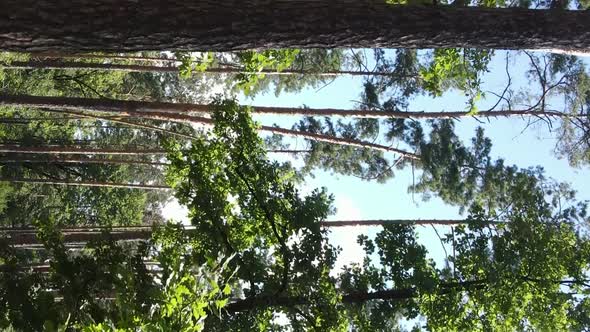 Vertical Video of a Beautiful Forest in Summer