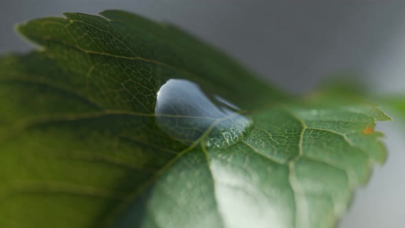 Slow-motion shot of a single droplet of rain water sliding down the green leaf.