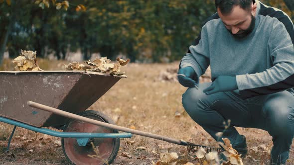 Garden Worker Loading Dry Leaves and Tree Branches on To a Wheelbarrow