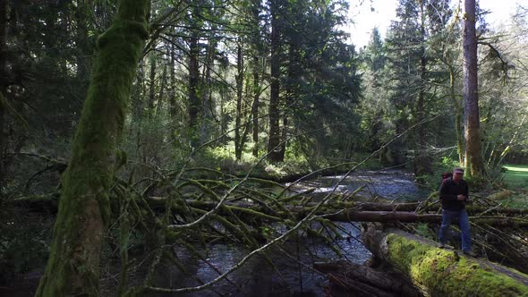 Backpacker walking in forest