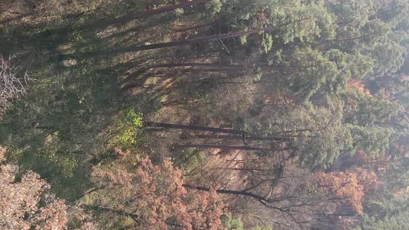 Vertical Video of Trees in the Forest in Autumn