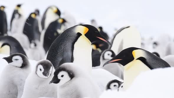 Emperor Penguins with Chicks Close Up in Antarctica