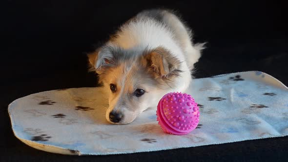 A Sad Little Puppy is Lying Next to a Pink Ball on a Black Background and a White Napkin Does Not