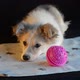 A Sad Little Puppy is Lying Next to a Pink Ball on a Black Background and a White Napkin Does Not - VideoHive Item for Sale